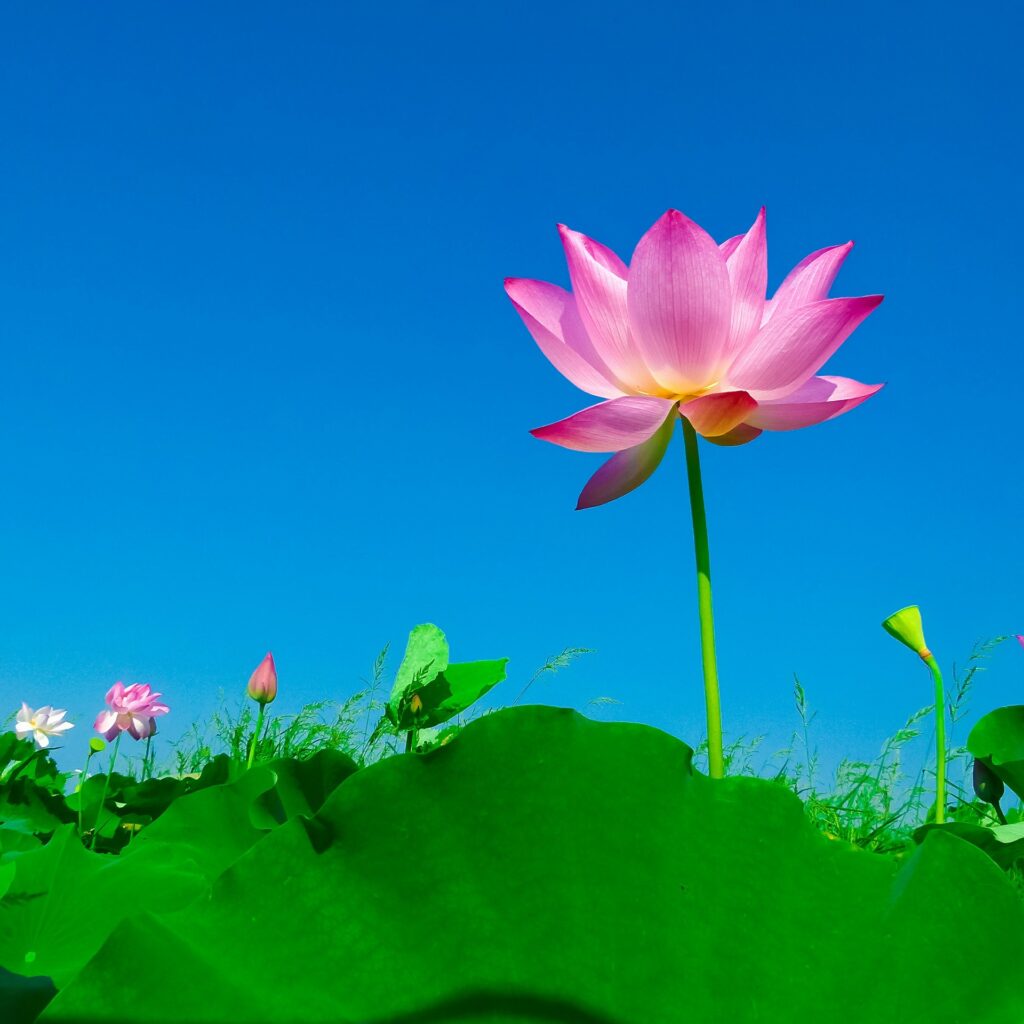 8 月 15 日 誕生 花